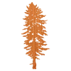 Rustek Collective Men Doug Fir Wood Sticker