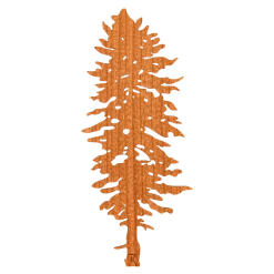 Rustek Collective Men Doug Fir Wood Sticker